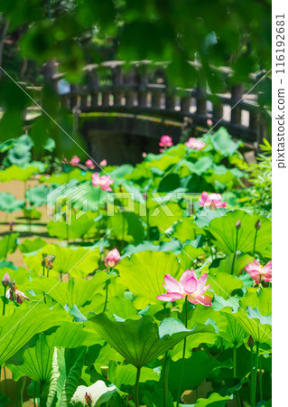 鶴舞公園、小長池的蓮花（愛知縣名古屋市） 116192681