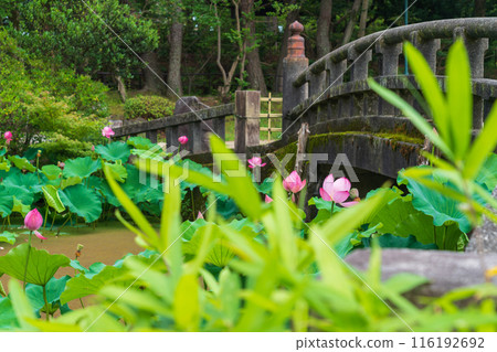 鶴舞公園、小長池的蓮花（愛知縣名古屋市） 116192692