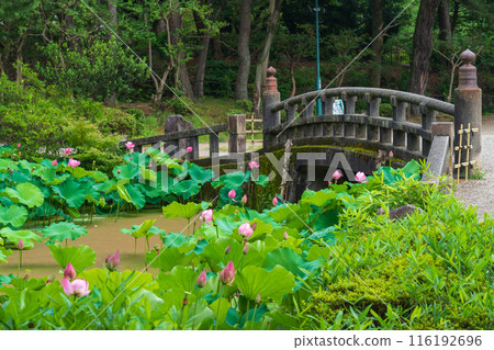 鶴舞公園、小長池的蓮花（愛知縣名古屋市） 116192696