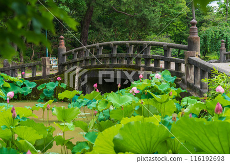 Tsuruma Park, lotus flowers in Kocho-ga-ike Pond (Nagoya City, Aichi Prefecture) Tsuruma Park, lotus flowers in Kocho-ga-ike Pond (Nagoya City, Aichi Prefecture) 116192698