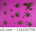 Cannabis leaves with marijuana, cbd, Flat lay composition 116192708