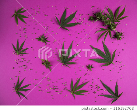 Cannabis leaves with marijuana, cbd, Flat lay composition Cannabis leaves with marijuana, cbd, Flat lay composition 116192708