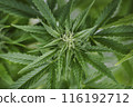 Weed medicine leaf, Grow indica flowering, Cannabis plant, Marijuana 116192712