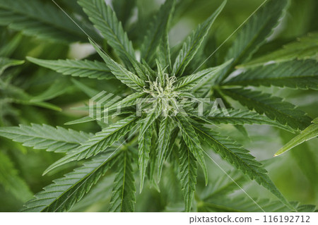 Weed medicine leaf, Grow indica flowering, Cannabis plant, Marijuana 116192712