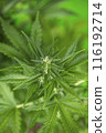 Weed medicine leaf, Grow indica flowering, Cannabis plant, Marijuana 116192714