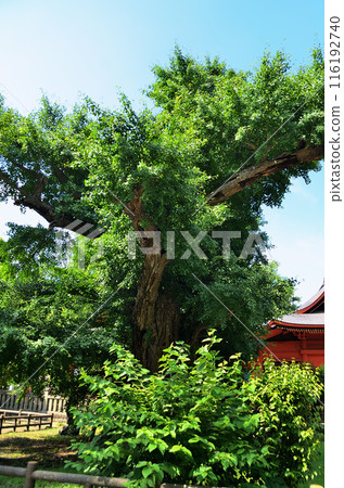 千葉縣市原市八幡的能量景點：飯岡八幡宮的情侶銀杏 116192740