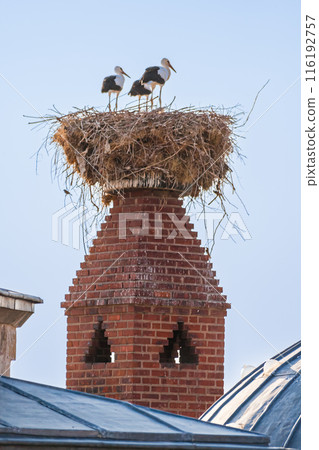 Storks standing on a large nest made of twigs and branches, situated on top of a red brick chimney. 116192757