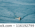 Small boat sailing on a calm blue sea, leaving a trail of waves behind, in Turkey. 116192799