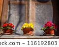 Three potted flowers in red, yellow, and pink on a windowsill with a mesh screen behind them, in Turkey. 116192803