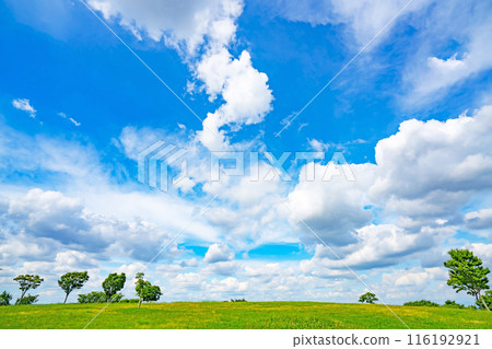 Summer blue sky and meadow 116192921
