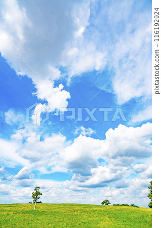 Summer blue sky and meadow Summer blue sky and meadow 116192924