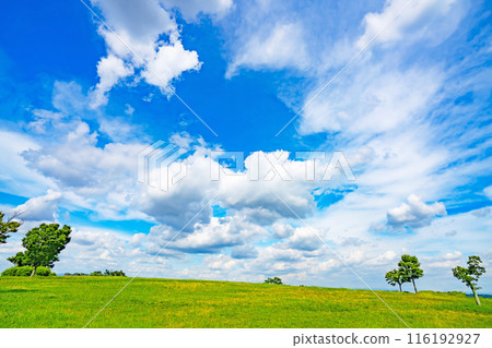 夏天藍天和草甸 116192927