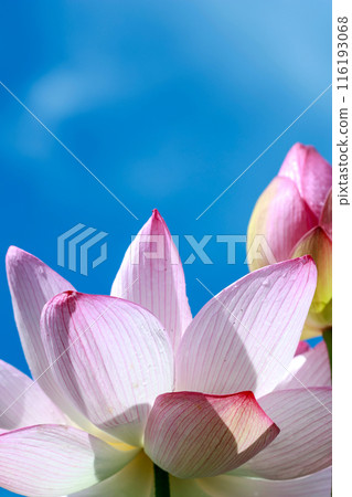 蓮花 116193068