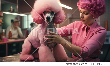 Professional groomer gives a haircut to poodle. Professional pet care services. Professional groomer gives a haircut to poodle. Professional pet care services. 116193106