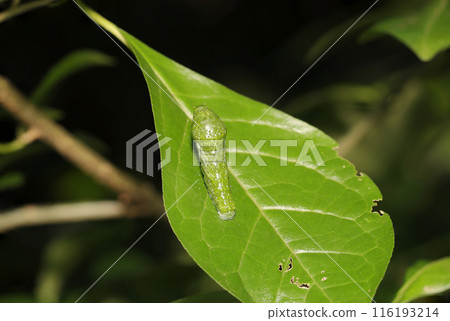 燕尾蝶末齡幼蟲(自然光+頻閃微距鏡頭特寫) 燕尾蝶末齡幼蟲(自然光+頻閃微距鏡頭特寫) 116193214
