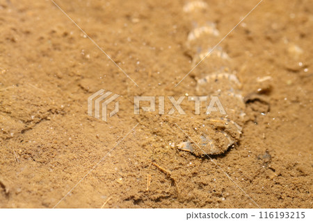 Black soldier fly larvae eating organic matter from the bottom mud of a clear pond (natural light + PL macro close-up) Black soldier fly larvae eating organic matter from the bottom mud of a clear pond (natural light + PL macro close-up) 116193215