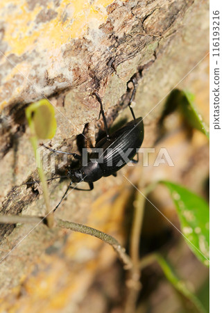 The shiny black adult Japanese sunflower (close-up with natural light, strobe and macro lens) The shiny black adult Japanese sunflower (close-up with natural light, strobe and macro lens) 116193216