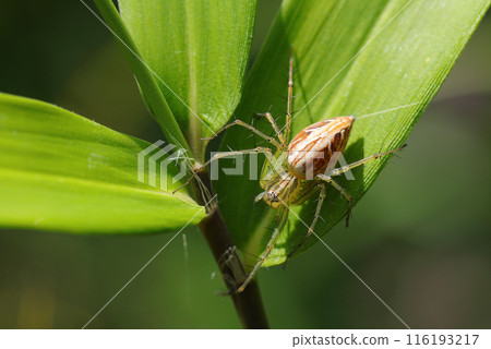 A female grass spider curled up on a bamboo leaf (natural light macro close-up) 116193217