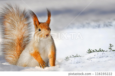 Squirrel in the snow winter landscape in nature 116193222