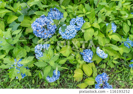 陽光照射下的繡球花充滿活力 116193252