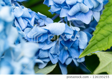 Vibrant hydrangeas illuminated by the sun Vibrant hydrangeas illuminated by the sun 116193255