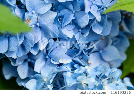 Vibrant hydrangeas illuminated by the sun Vibrant hydrangeas illuminated by the sun 116193256
