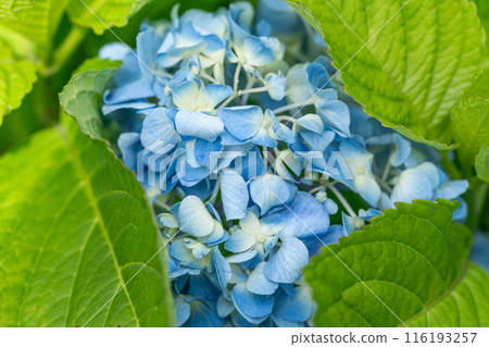 Vibrant hydrangeas illuminated by the sun Vibrant hydrangeas illuminated by the sun 116193257