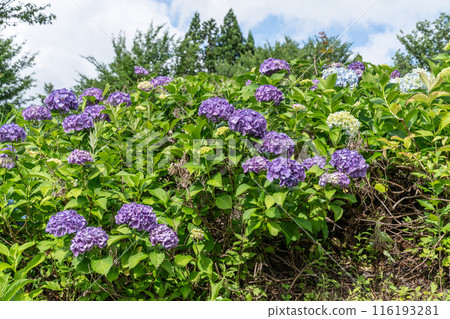 Vibrant hydrangeas illuminated by the sun Vibrant hydrangeas illuminated by the sun 116193281
