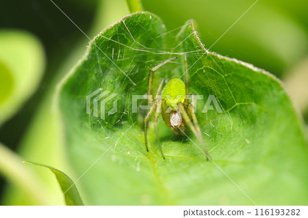 A Satsuma midamashi spider in a home made of rolled up green leaves (natural light + strobe, macro close-up) A Satsuma midamashi spider in a home made of rolled up green leaves (natural light + strobe, macro close-up) 116193282