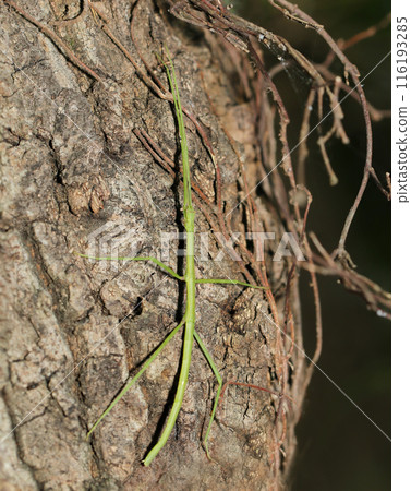 Stick insect on a tree trunk in the forest (Natural light + strobe, macro close-up) Stick insect on a tree trunk in the forest (Natural light + strobe, macro close-up) 116193285