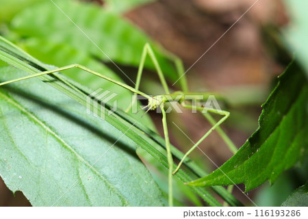 A green stick insect peeking out from a blade of grass (Fake stick insect, natural light + strobe, macro close-up) A green stick insect peeking out from a blade of grass (Fake stick insect, natural light + strobe, macro close-up) 116193286