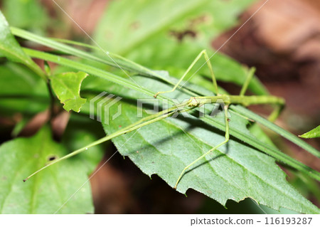 A large green stick insect (Phasmatodea spp., natural light + strobe, macro close-up) moving across a grassy area. A large green stick insect (Phasmatodea spp., natural light + strobe, macro close-up) moving across a grassy area. 116193287
