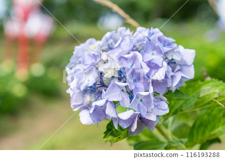 Vibrant hydrangeas illuminated by the sun Vibrant hydrangeas illuminated by the sun 116193288
