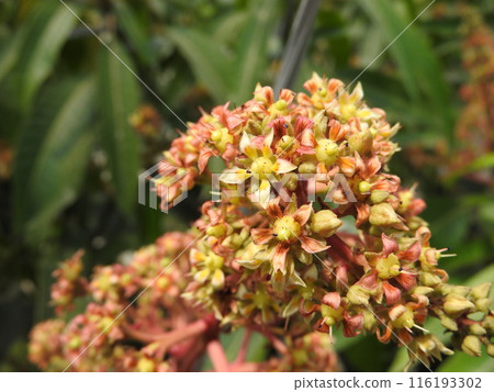 Mango flower in full bloom Mango flower in full bloom 116193302