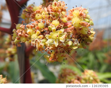 芒果花盛開 芒果花盛開 116193305