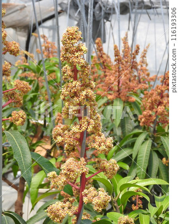 芒果花盛開 芒果花盛開 116193306