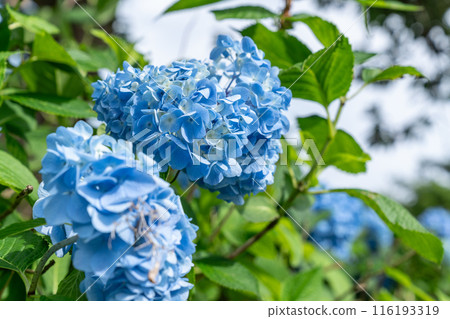 Vibrant hydrangeas illuminated by the sun Vibrant hydrangeas illuminated by the sun 116193319