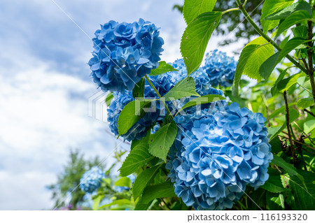 Vibrant hydrangeas illuminated by the sun 116193320