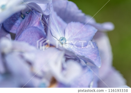 Vibrant hydrangeas illuminated by the sun Vibrant hydrangeas illuminated by the sun 116193338