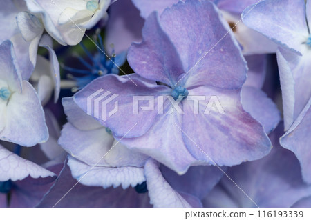Vibrant hydrangeas illuminated by the sun Vibrant hydrangeas illuminated by the sun 116193339