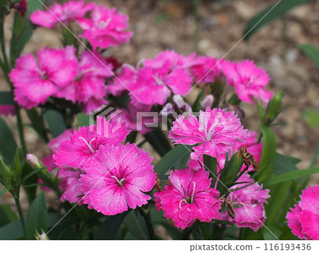 Whitish pink American Dianthus flower (Dianthus obtusifolius) Whitish pink American Dianthus flower (Dianthus obtusifolius) 116193436