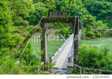 京都府宇治市,初夏,木製天瀨吊橋 京都府宇治市,初夏,木製天瀨吊橋 116193503