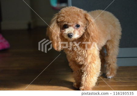 Looking toy poodle 116193535