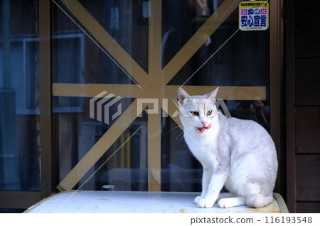 一隻住在商店裡的流浪貓 116193548