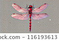 紅蜻蜓 116193613
