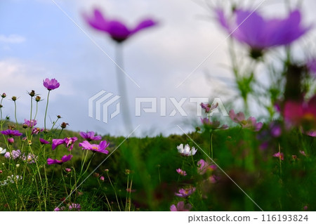 Many cosmos flowers shining against the blue sky Many cosmos flowers shining against the blue sky 116193824