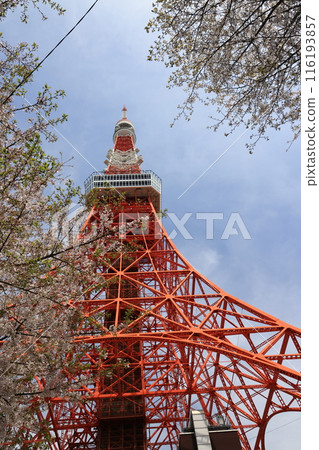 Scenery of Tokyo Tower, a landmark of Tokyo 116193857