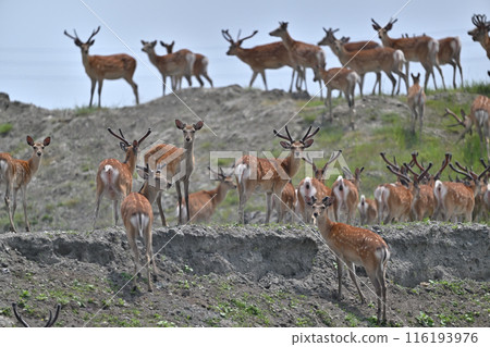Ezo deer 77 (Hokkaido).JPG Ezo deer 77 (Hokkaido).JPG 116193976