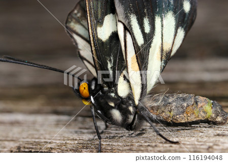 The body of a Gomadara butterfly with broken hind wings due to failure to emerge or malformation (natural light + macro close-up photo) The body of a Gomadara butterfly with broken hind wings due to failure to emerge or malformation (natural light + macro close-up photo) 116194048