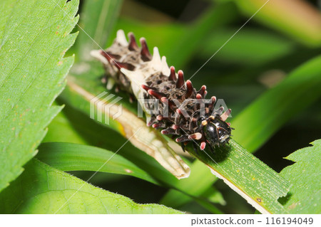 橘色角黑白麝香燕尾蝶的幼蟲(自然光和頻閃微距鏡頭特寫) 橘色角黑白麝香燕尾蝶的幼蟲(自然光和頻閃微距鏡頭特寫) 116194049